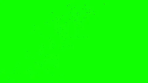 Green screen. A flock of black crows flies from the lower left corner to the Stock Footage 271246411