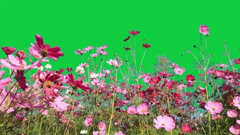 Green screen, flower on green screen Stock Footage 310864956