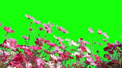 Green screen, flower on green screen Stock Footage 310864957