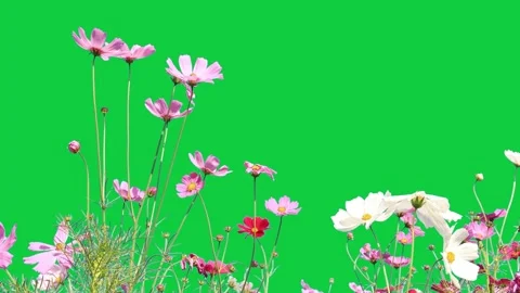 Green screen, flower on green screen Stock Footage 310864959