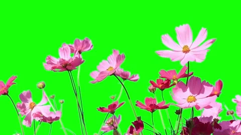 Green screen, flower on green screen Stock Footage 310864962