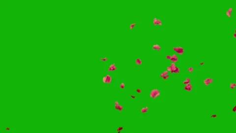 Green Screen Flower Petals Background Stock Footage 318946880
