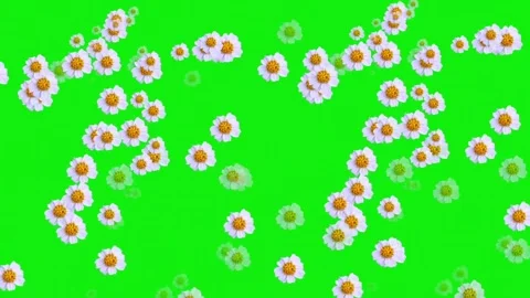 Green screen of flowers spreading Stock Footage 226197698