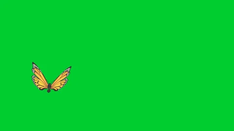 Green Screen Flying Butterfly Stock Footage 276905865