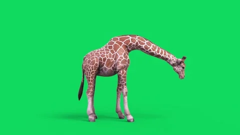 Green Screen Giraffe Attacks and Die 3D ... | Stock Video | Pond5