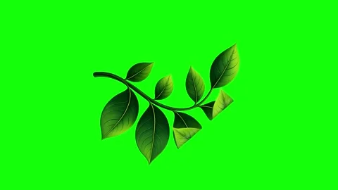 Green Screen on Green Screen Background Horizontal 16:9 Vidéo 339348501