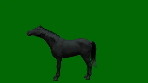 Green Screen horse pesade and walk | Stock Video | Pond5