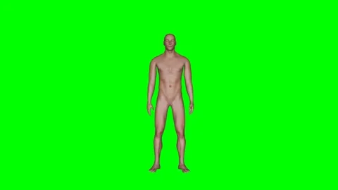 Green Screen - Human Body Sit to Stand Front Stock-Footage 329764915