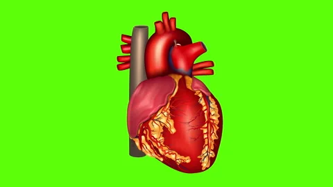Green screen human heart Stock Footage 248031003