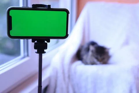 Green screen of an iphone on a tripod in front of a sleeping cat on a blurred Stock Photos