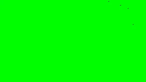 Green screen isolated group of birds black ravens flying Stock Footage 107671576
