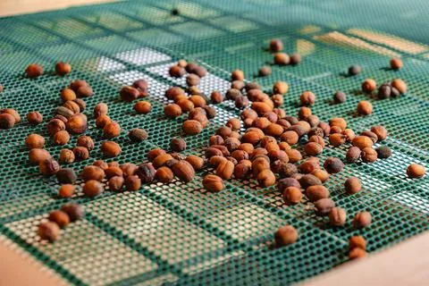 A green screen with a large amount of small brown objects on it Stock Photos