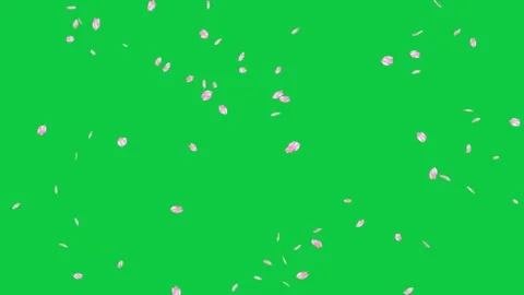 Green screen with light pink petals floating gently ideal. Stock Footage 306771600