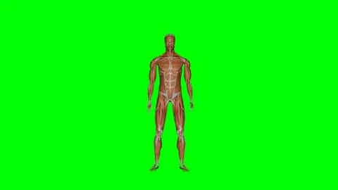 Green Screen - Muscular System Sit to Stand Front Stock-Footage 329764931