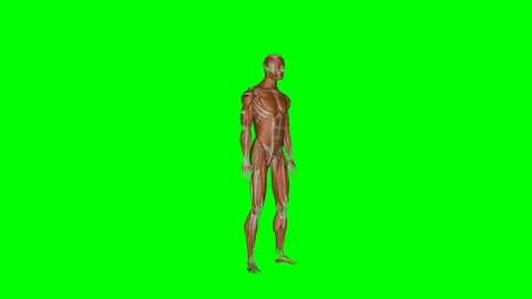 Green Screen - Muscular System Sit to Stand Perspective Stock-Footage 329764935