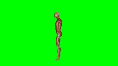 Green Screen - Muscular System Sit to Stand Side Stock Footage 329764953
