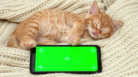 Green screen phone and cute striped red ginger kitten sleeping on cozy blanket Stock Footage 264750653