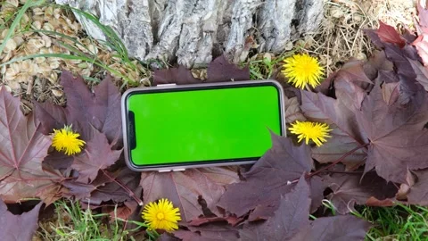 Green screen phone Stock Footage 242309966