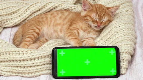 Green screen phone next to cute red ginger kitten sleeping on cozy blanket Stock Footage 278304524