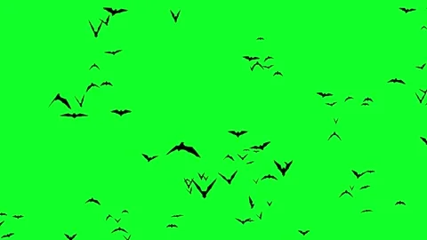 Green Screen Pumpkin Close-Up – Halloween Overlay Footage Video stock 323453315