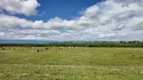 Green screen ready window shot: cows slowly move through golden meadows as .. Video stock 319735815