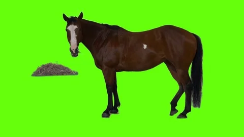 Green screen real horse eating hay Stock Footage