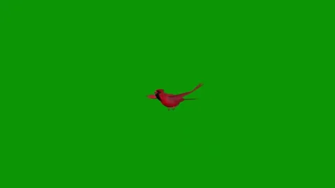 Green screen red bird flying in air over christmas tree animated chromakey Stock Footage 314068094