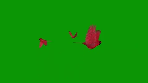 Green screen red bird flying in air two birds flight against couple sky three Video stock 314068100