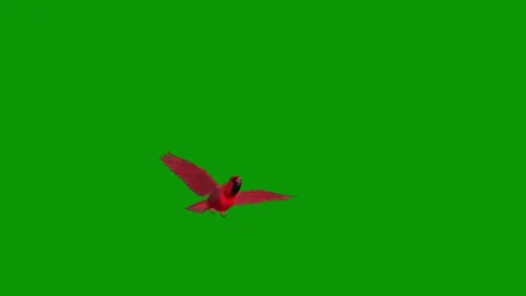 Green screen red bird tick flying in air against animated chromakey movement Stock Footage 314068095
