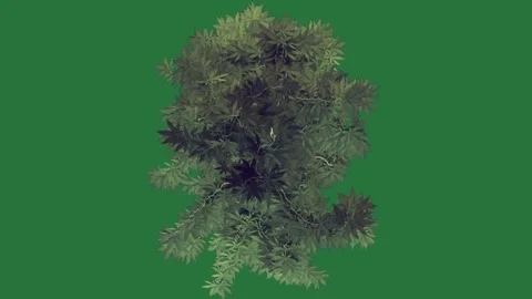 Green screen screen tree branch bunch of leaves green screen illustration Video stock 336053281