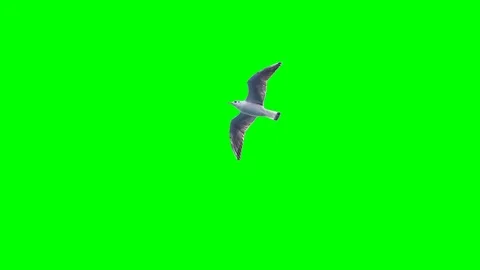 Green screen with a seagull in flight Stock Footage 85169484