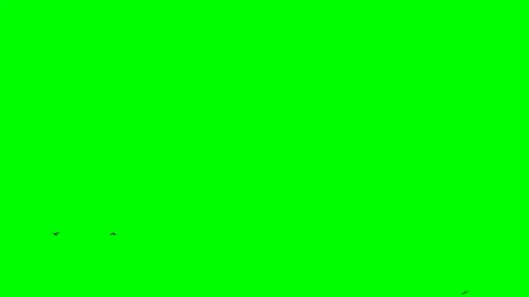Green screen, several black crows fly right to left closely Stock Footage 119576464