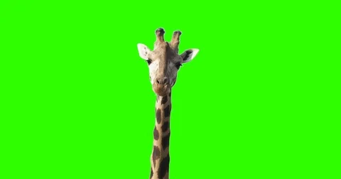 Green screen shot of a giraffe looking to the camera while eating stops few seco Stock Footage