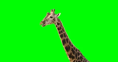Green screen shot of a giraffe looking to the camera while eating and exiting fr Stock Footage 90971271