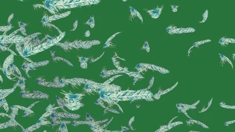 Green screen showing lots of blue and white feathers bunch flying in the air Stock Footage 335697005