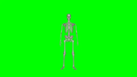 Green Screen - Skeletal System Sit to Stand Front Stock Footage 329764930