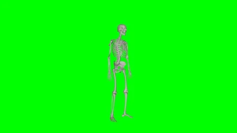 Green Screen - Skeletal System Sit to Stand Perspective Stock Footage 329764942
