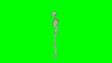 Green Screen - Skeletal System Sit to Stand Side Stock Footage 329764962