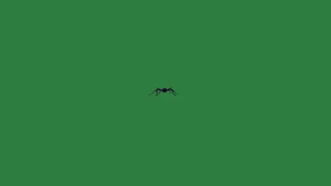 A green screen with small bird flying over it and in the sky spider on an ant Видео 335130364