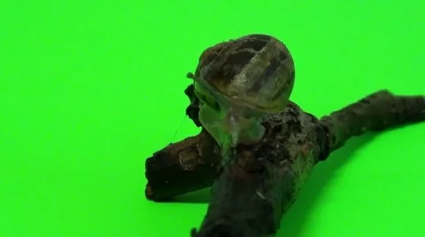 Green screen snail Stock Footage 8716787