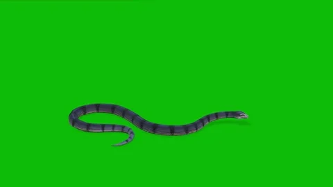 Green Screen Snake Animation Realistic Idle Walk Cycles for Video Stock Footage 312534108