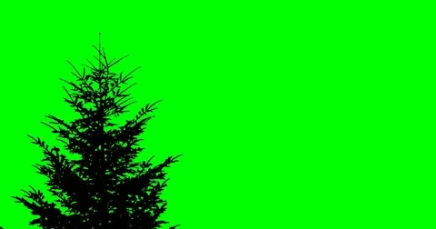 Green screen with a spruce in the wind Stock Footage 85172646