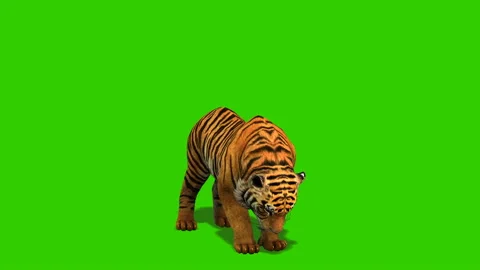 Green screen tiger attack and roar Stock Footage 237808001
