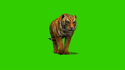 Green screen tiger walk Stock Footage 237807969