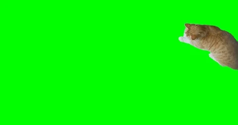 Green screen, top view slow motion shot of a yellow cat. Cat sits in the middle  Stock Footage 90989294