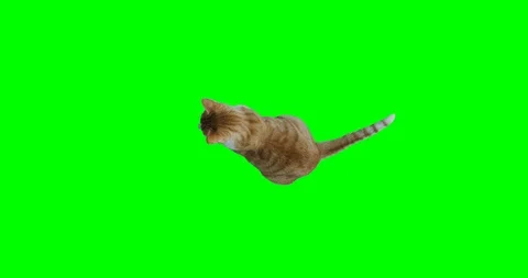 Green screen, top view slow motion shot of a yellow cat sitting in the middle of Stock Footage 90991193