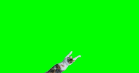 Green screen, top view slow motion shot of a colorful cat entering frame from be Stock Footage 90991971