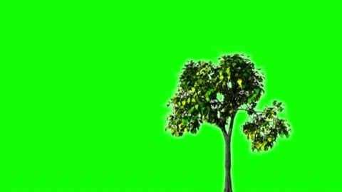 Green Screen Tree Stock Footage 135683272