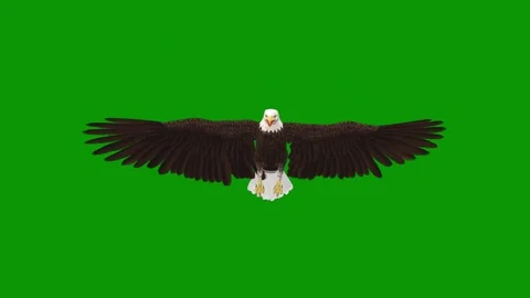 Green screen two birds flying in air eagle sky bald its wings spread looking Stock Footage 314068321