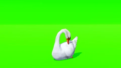 Green screen video of geese Stock Footage 264201994